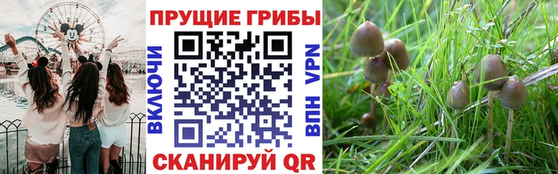 купить закладку  Юхнов  Галлюциногенные грибы Magic Shrooms 